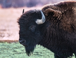 buffalo partner 2
